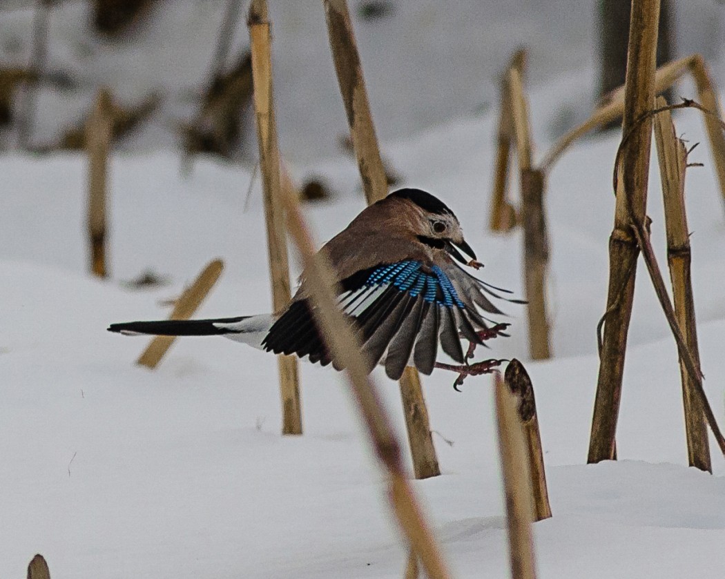 Eurasian Jay