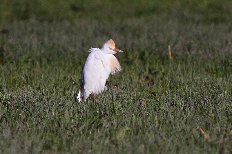 Western Cattle Egret