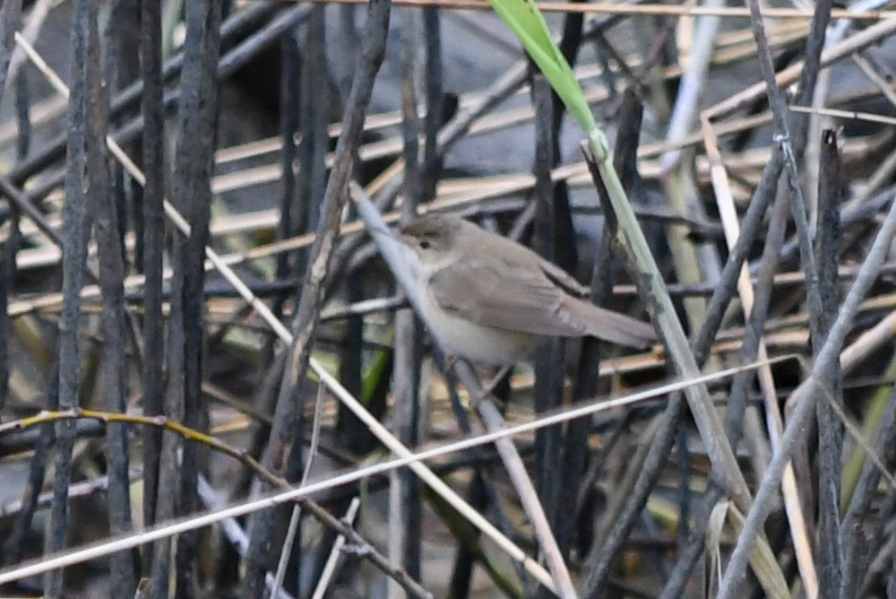 Common Reed Warbler