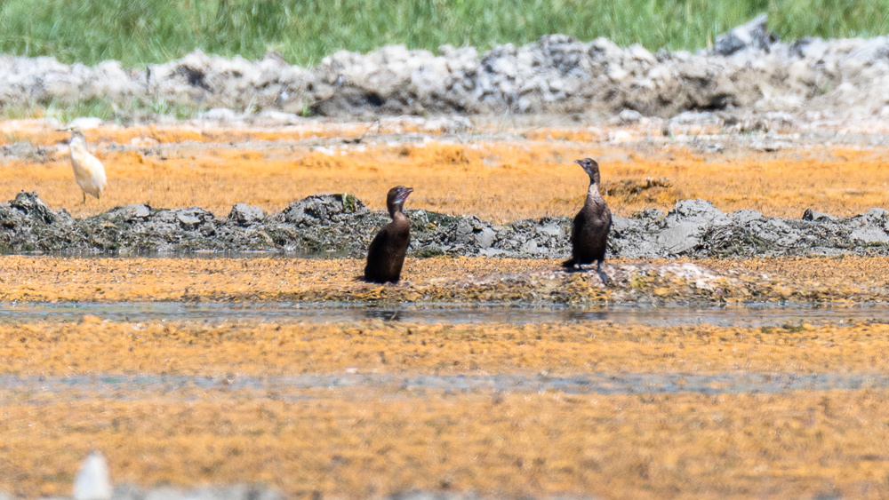 Pygmy Cormorant