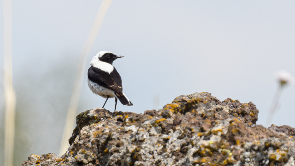 Black-eared Wheatear