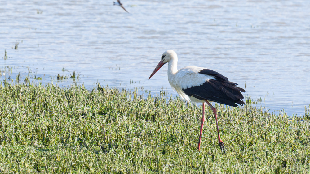 White Stork