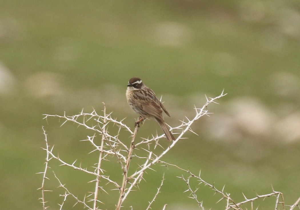 Radde`s Accentor