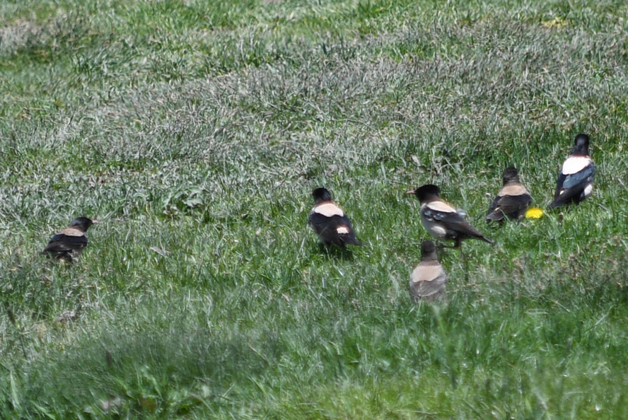 Rosy Starling