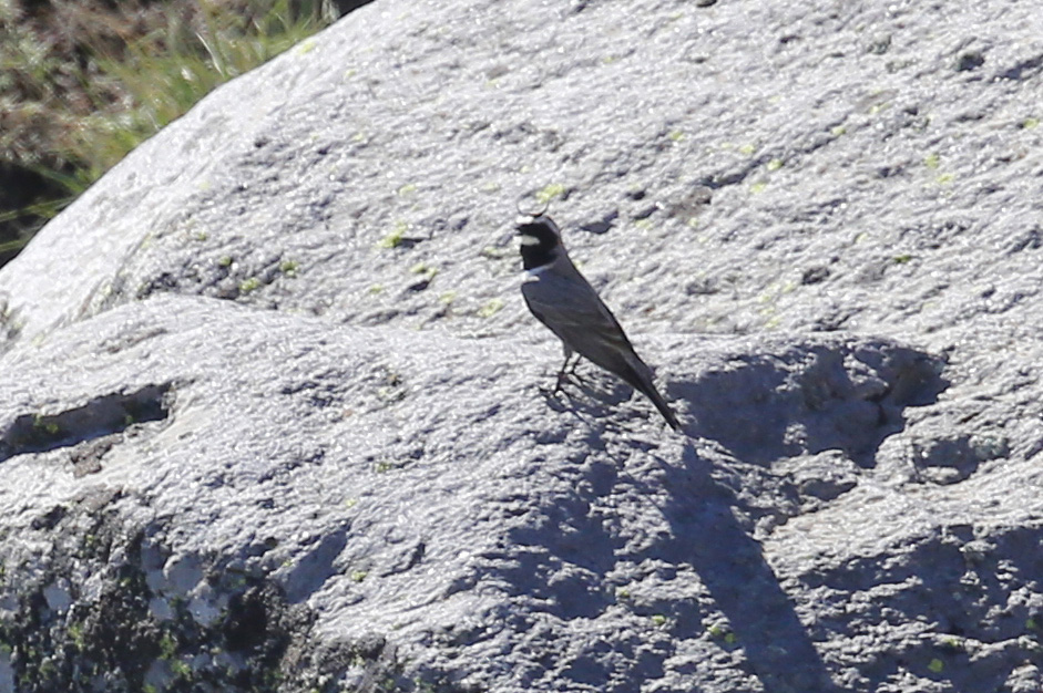 Horned Lark