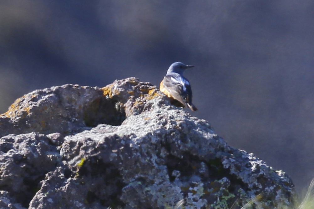 Common Rock Thrush