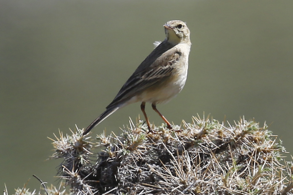 Tawny Pipit