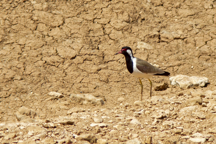 Red-wattled Lapwing