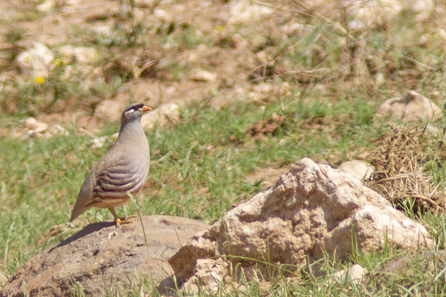 See-see Partridge