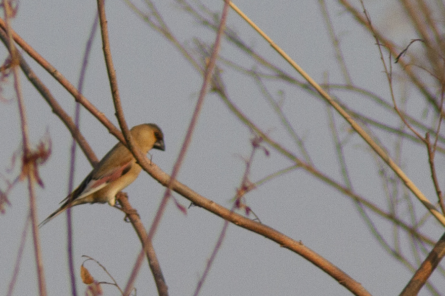 Desert Finch