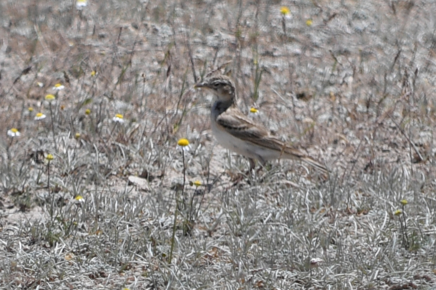 Greater Short-toed Lark