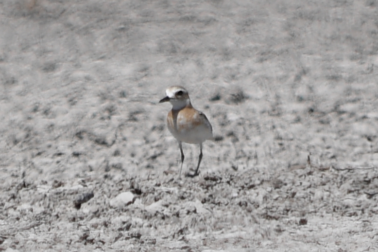 Greater Sand Plover