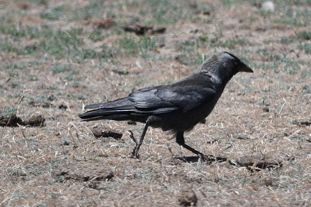 Western Jackdaw