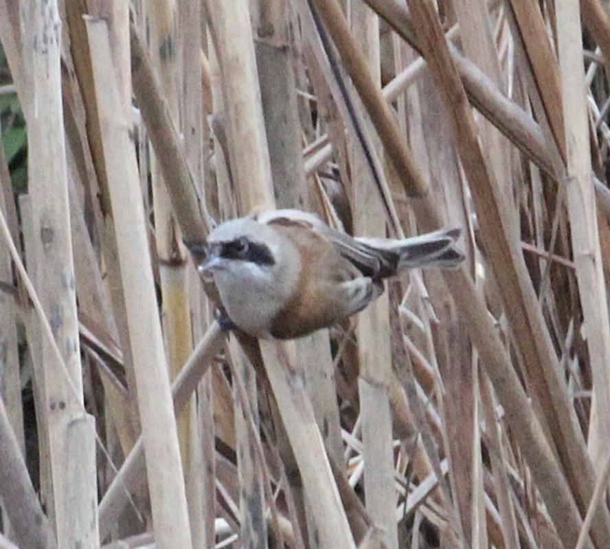 Eurasian Penduline Tit