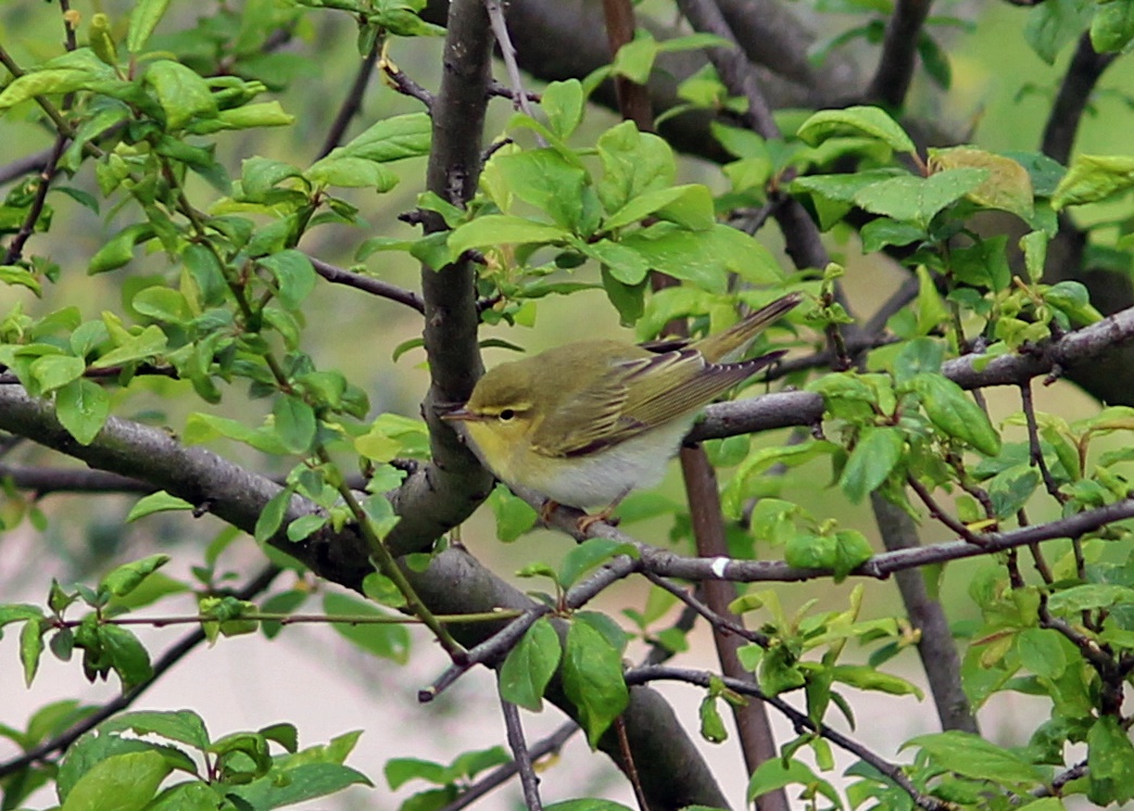 Wood Warbler
