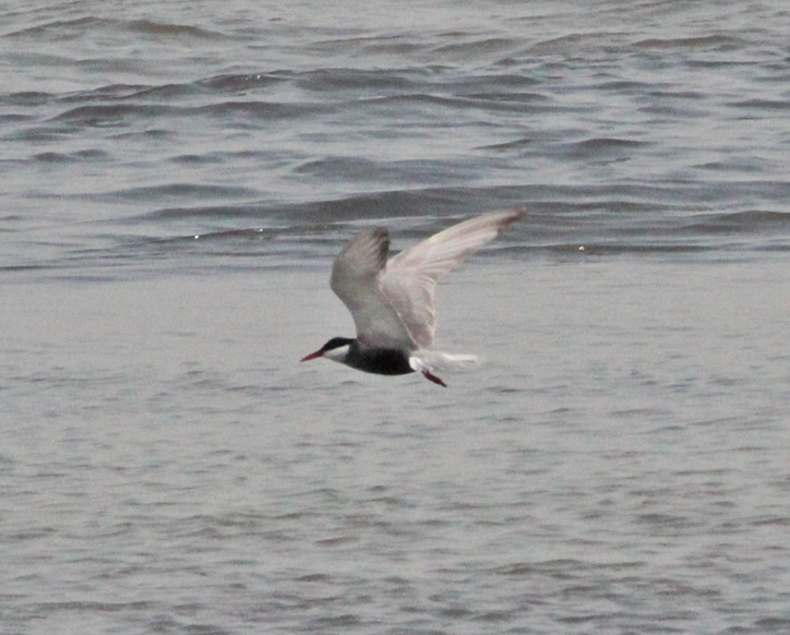 Whiskered Tern