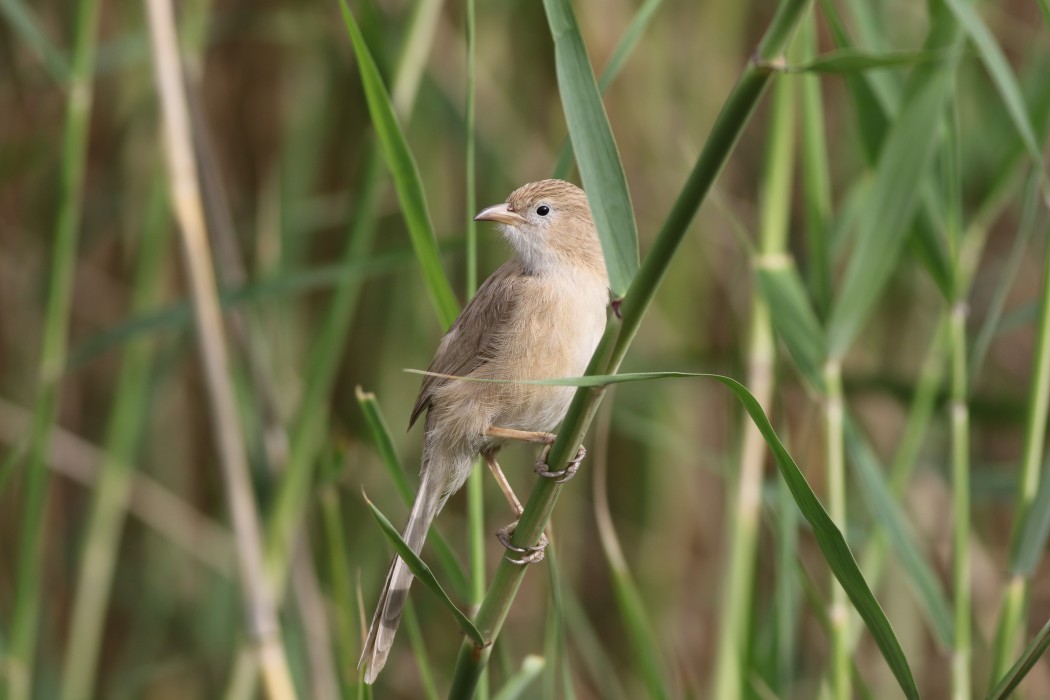 Iraq Babbler