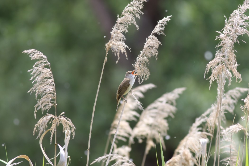 Great Reed Warbler