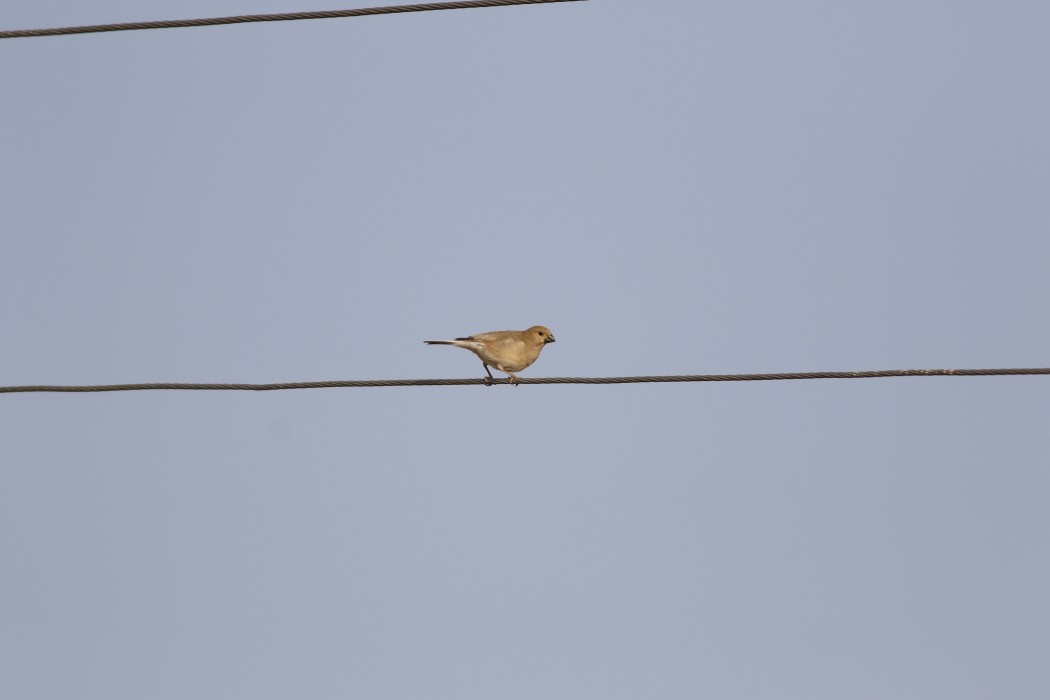 Desert Finch