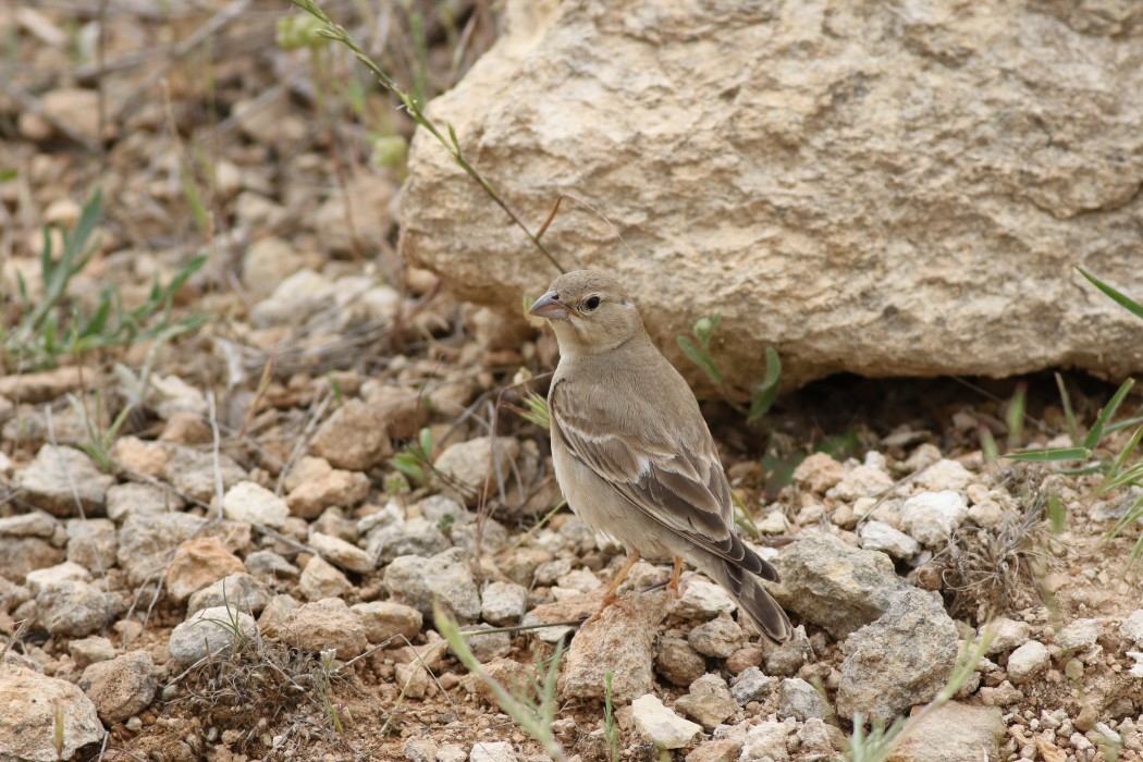 Pale Rockfinch