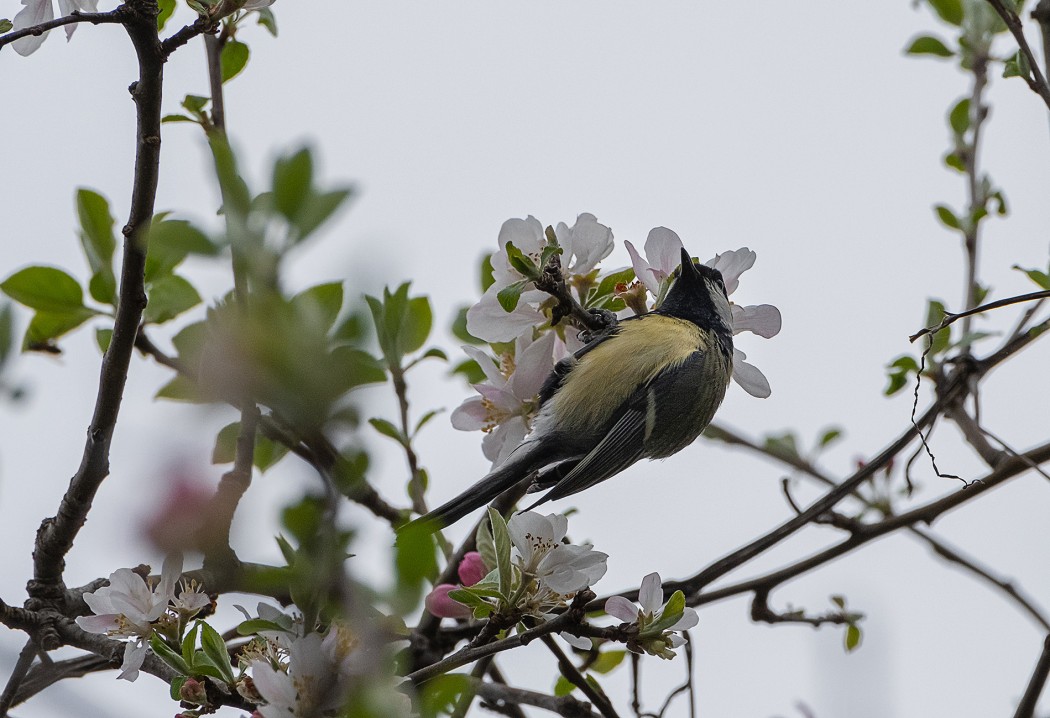 Great Tit
