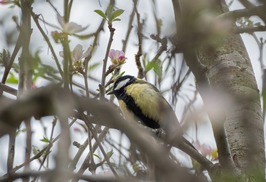 Great Tit