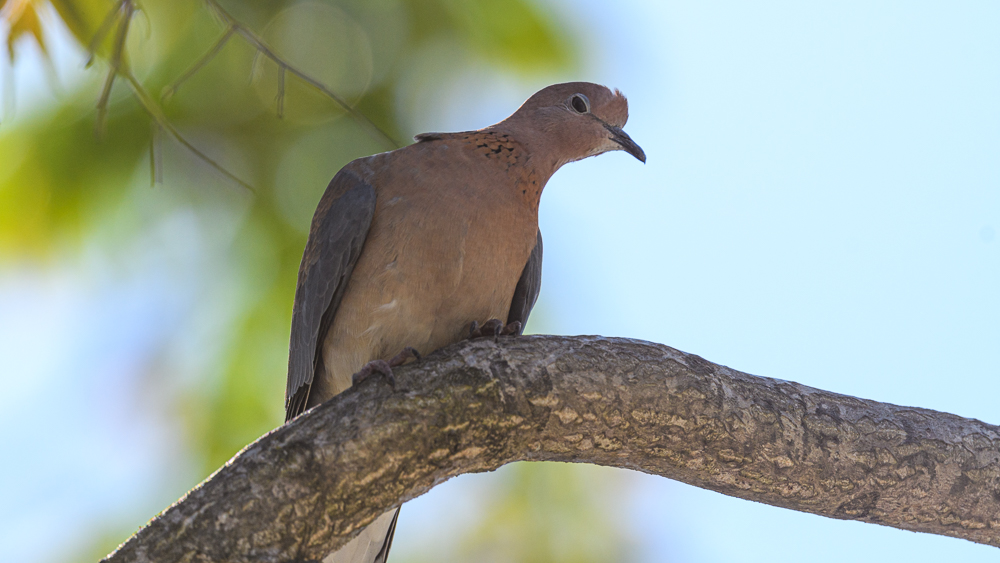 Laughing Dove