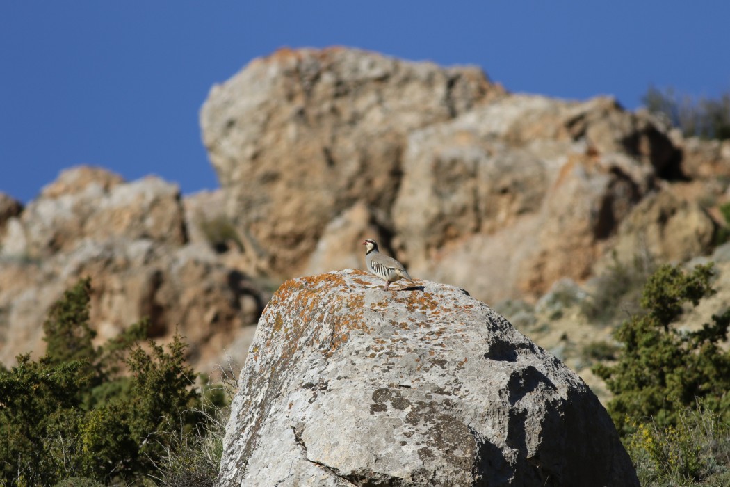 Chukar Partridge