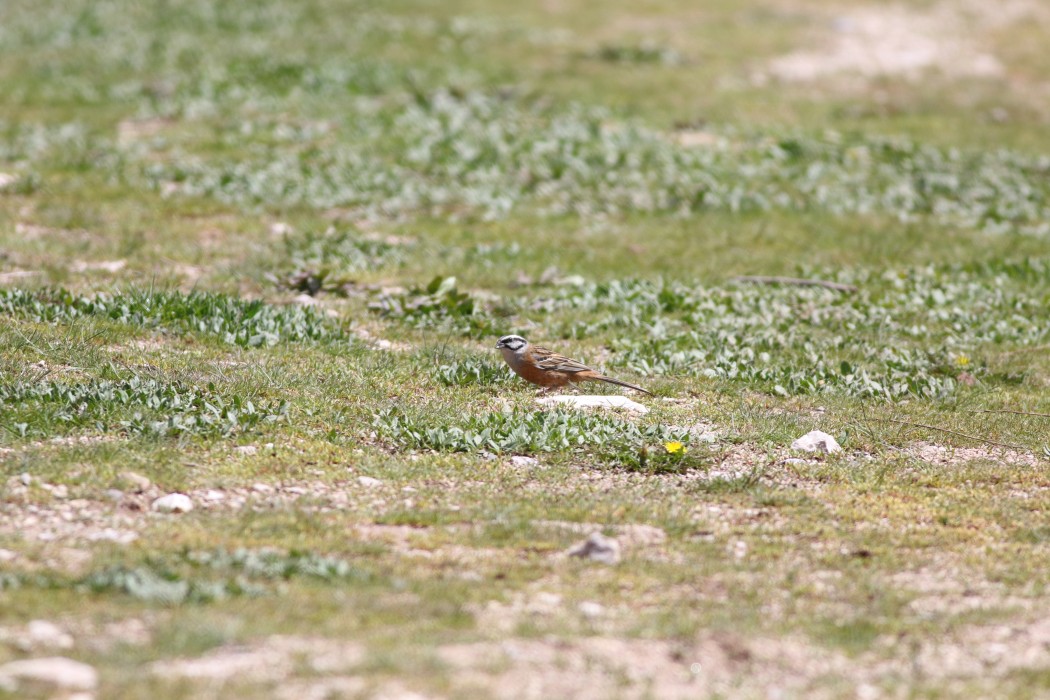 Rock Bunting