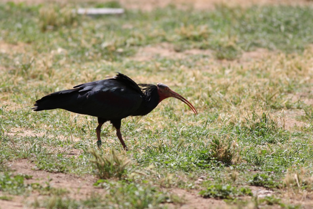 Northern Bald Ibis