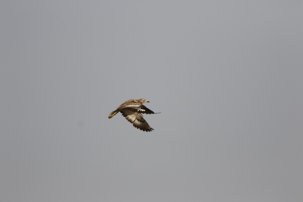 Eurasian Stone-curlew