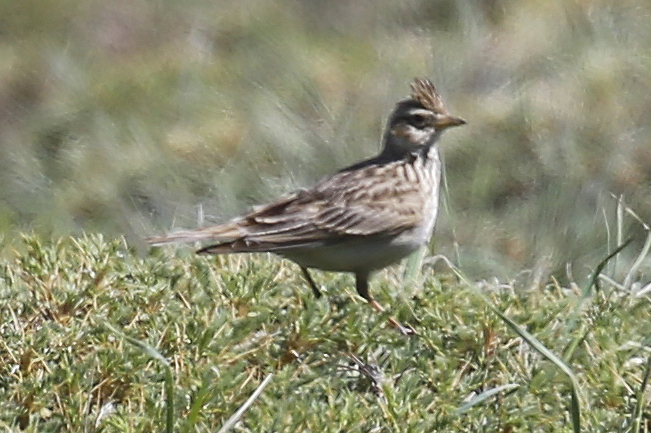 Eurasian Skylark