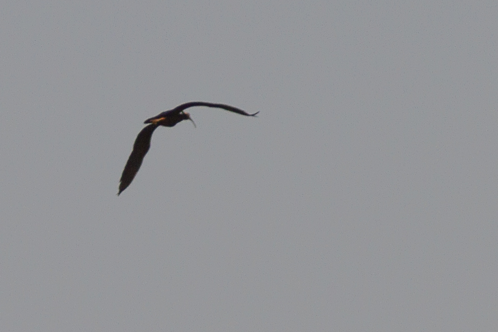 Northern Bald Ibis