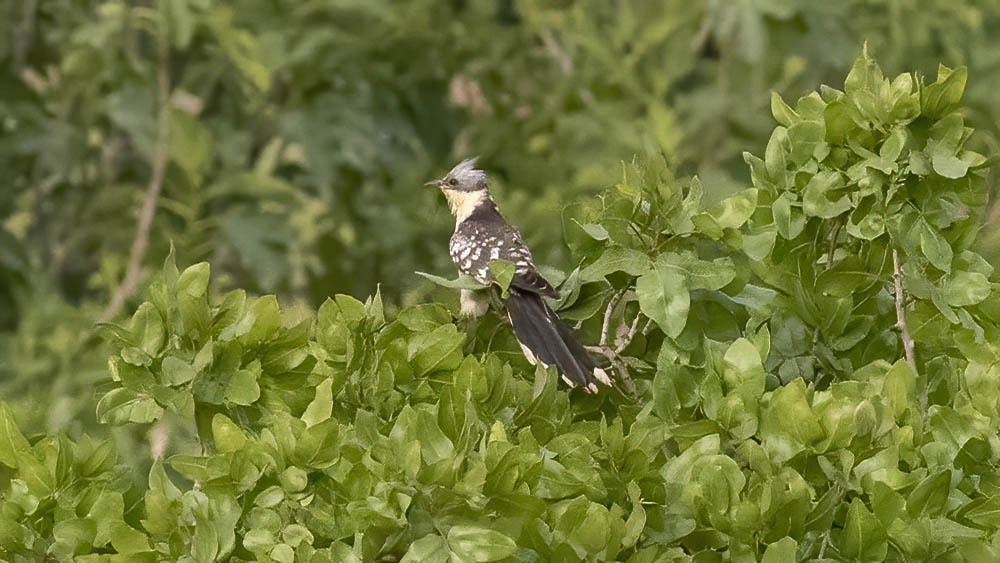 Great Spotted Cuckoo