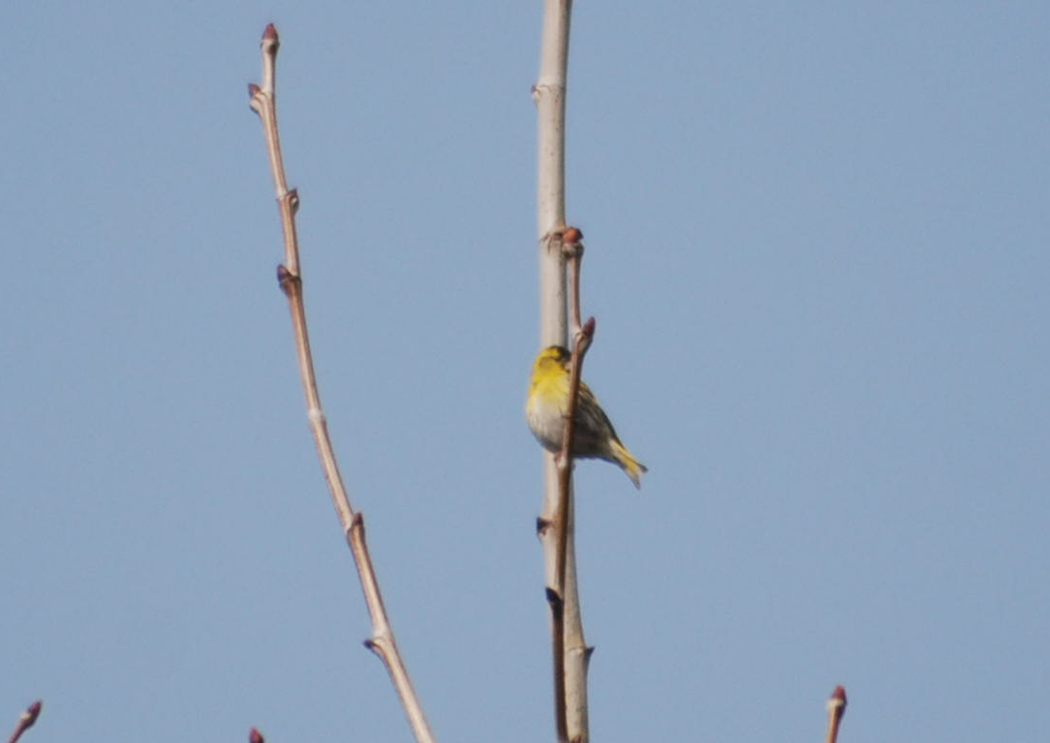 Eurasian Siskin