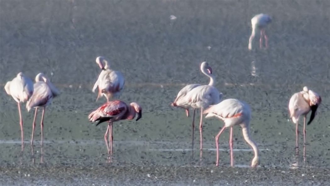 Lesser Flamingo