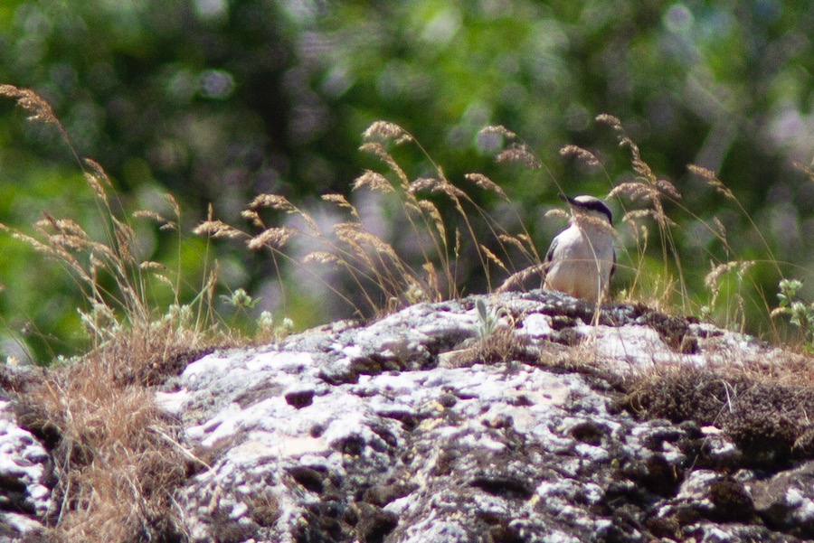 Eastern Rock Nuthatch