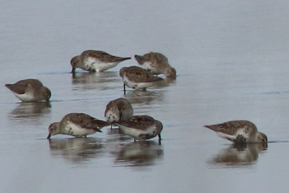 Dunlin