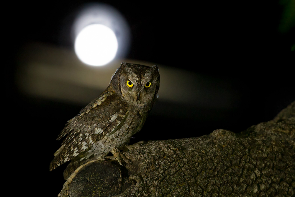 Eurasian Scops Owl