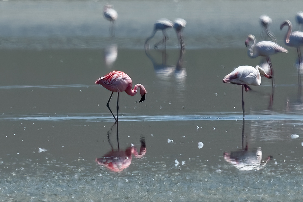 Lesser Flamingo