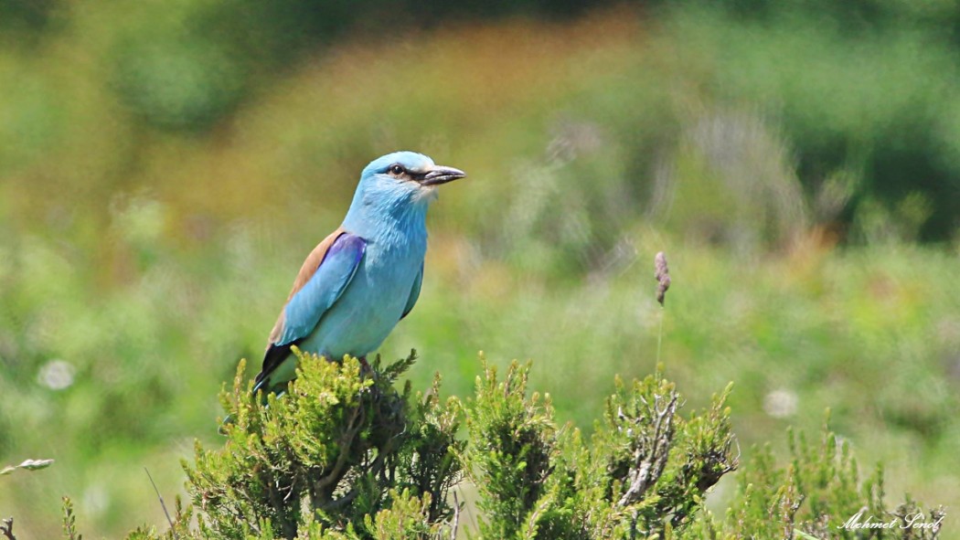 European Roller