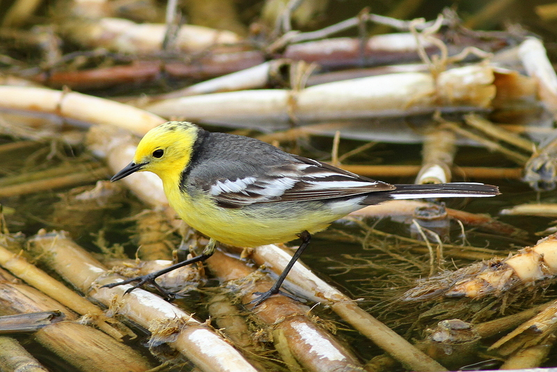 Citrine Wagtail