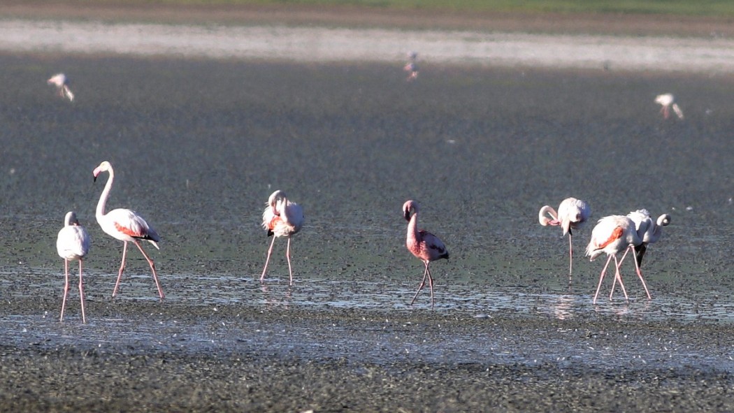 Lesser Flamingo