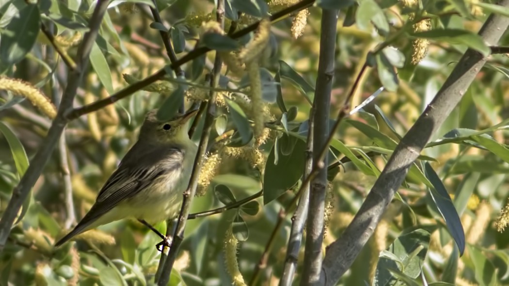 Icterine Warbler