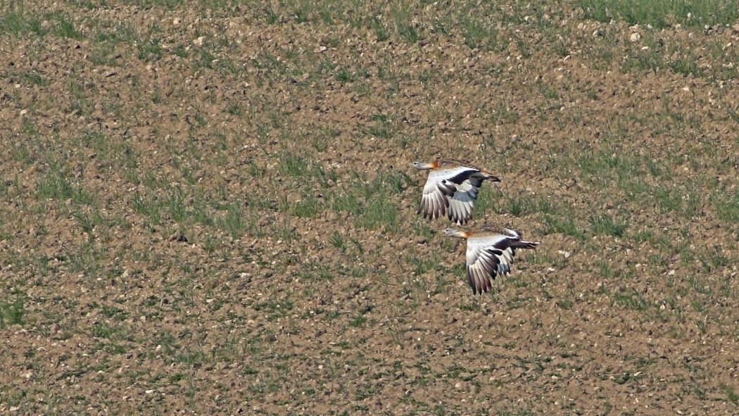 Great Bustard