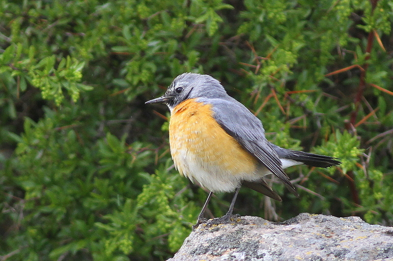 White-throated Robin