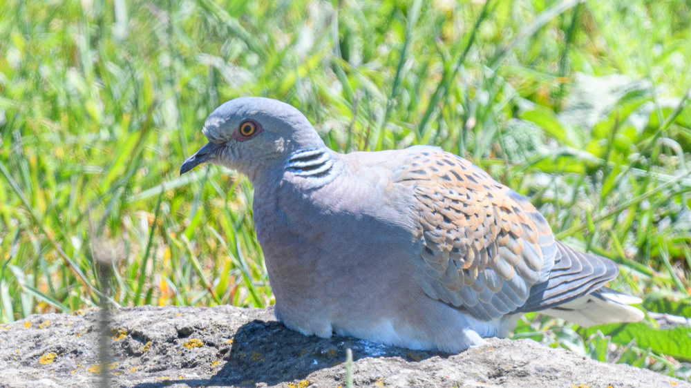 European Turtle Dove