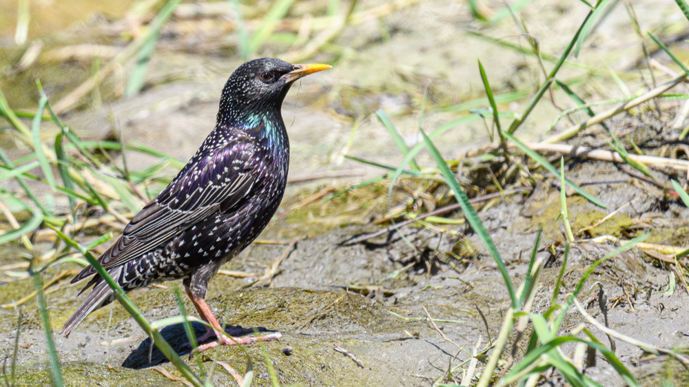 Common Starling