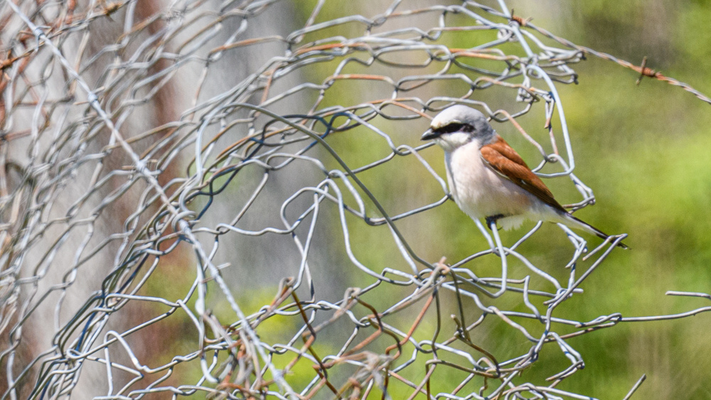 Red-backed Shrike