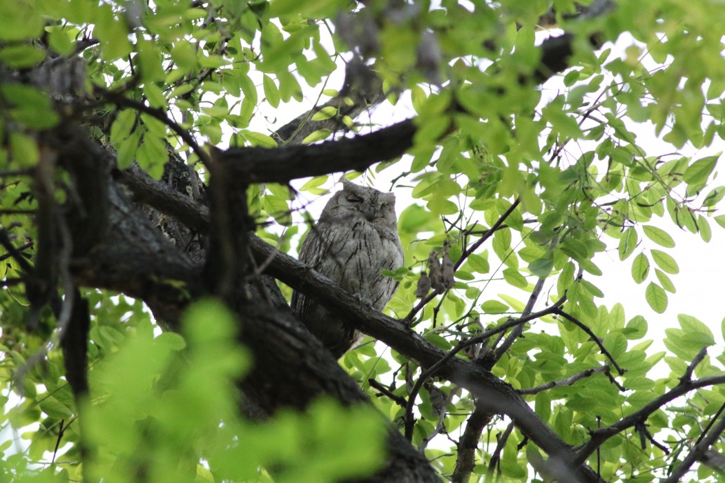 Pallid Scops Owl